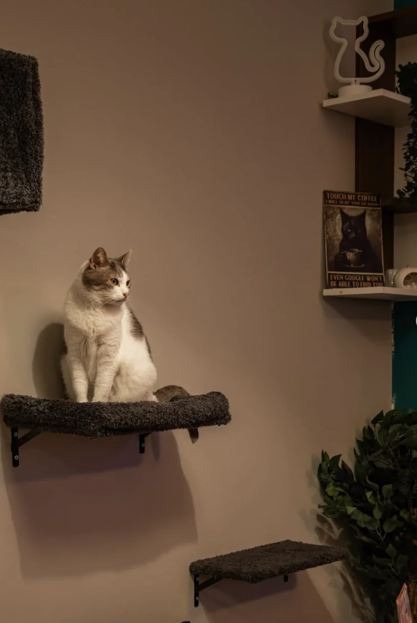 Uno dei gatti di Caffelino